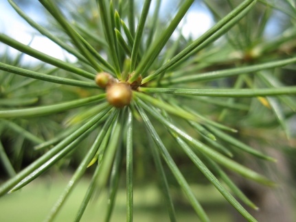 Spikey Pine